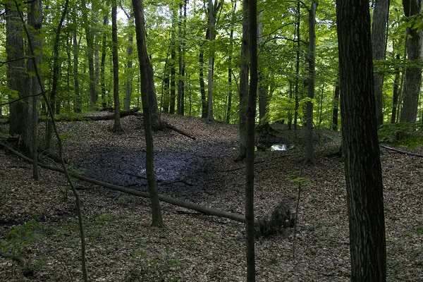 A gentle hill in a green forest